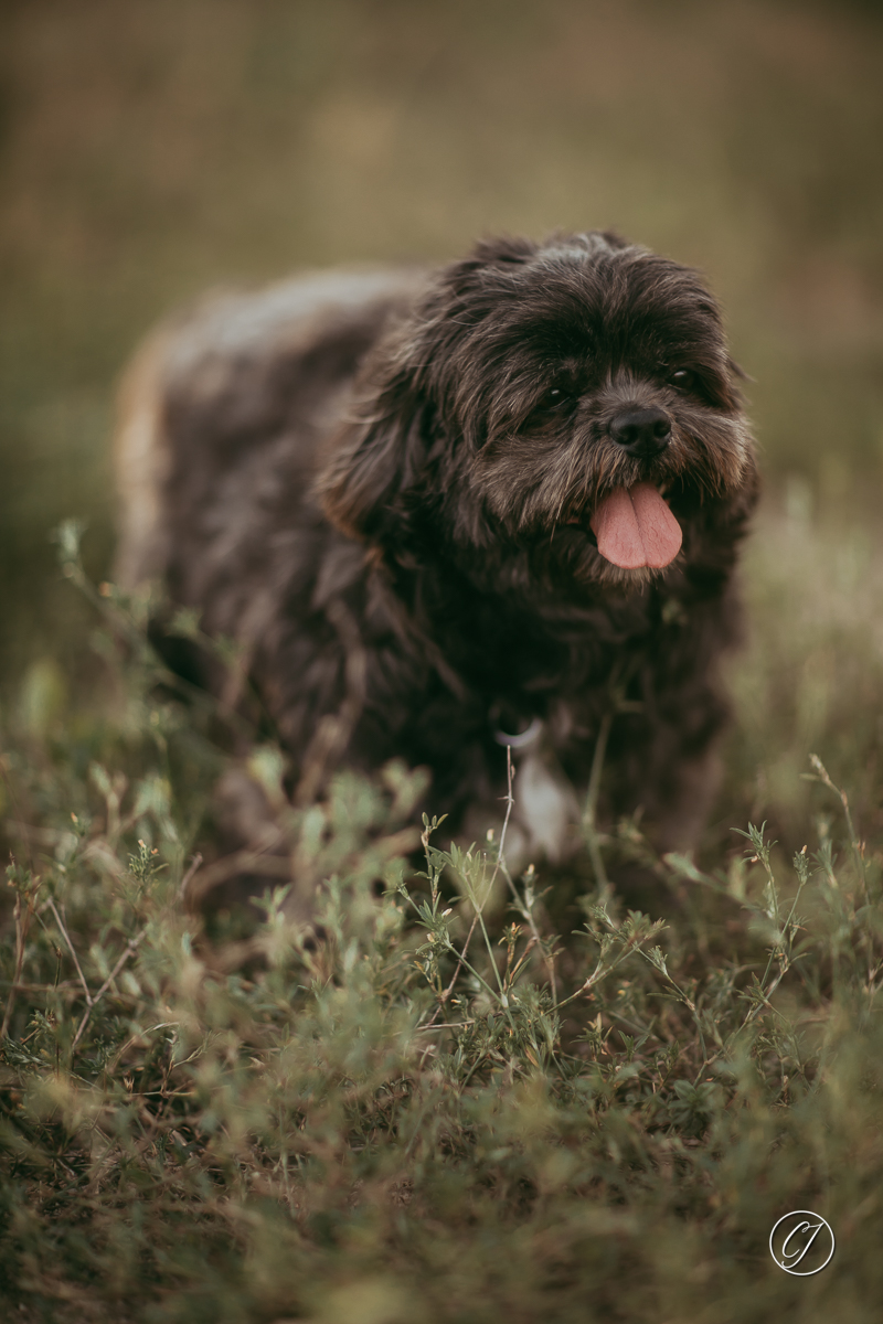 Black dog portrait